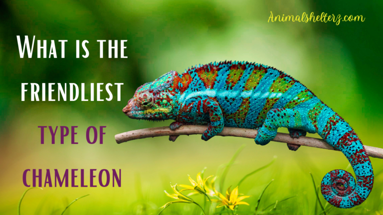What is the friendliest type of chameleon?