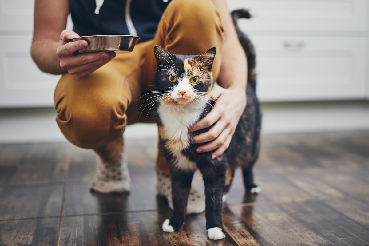 What is the healthiest brand of cat food?