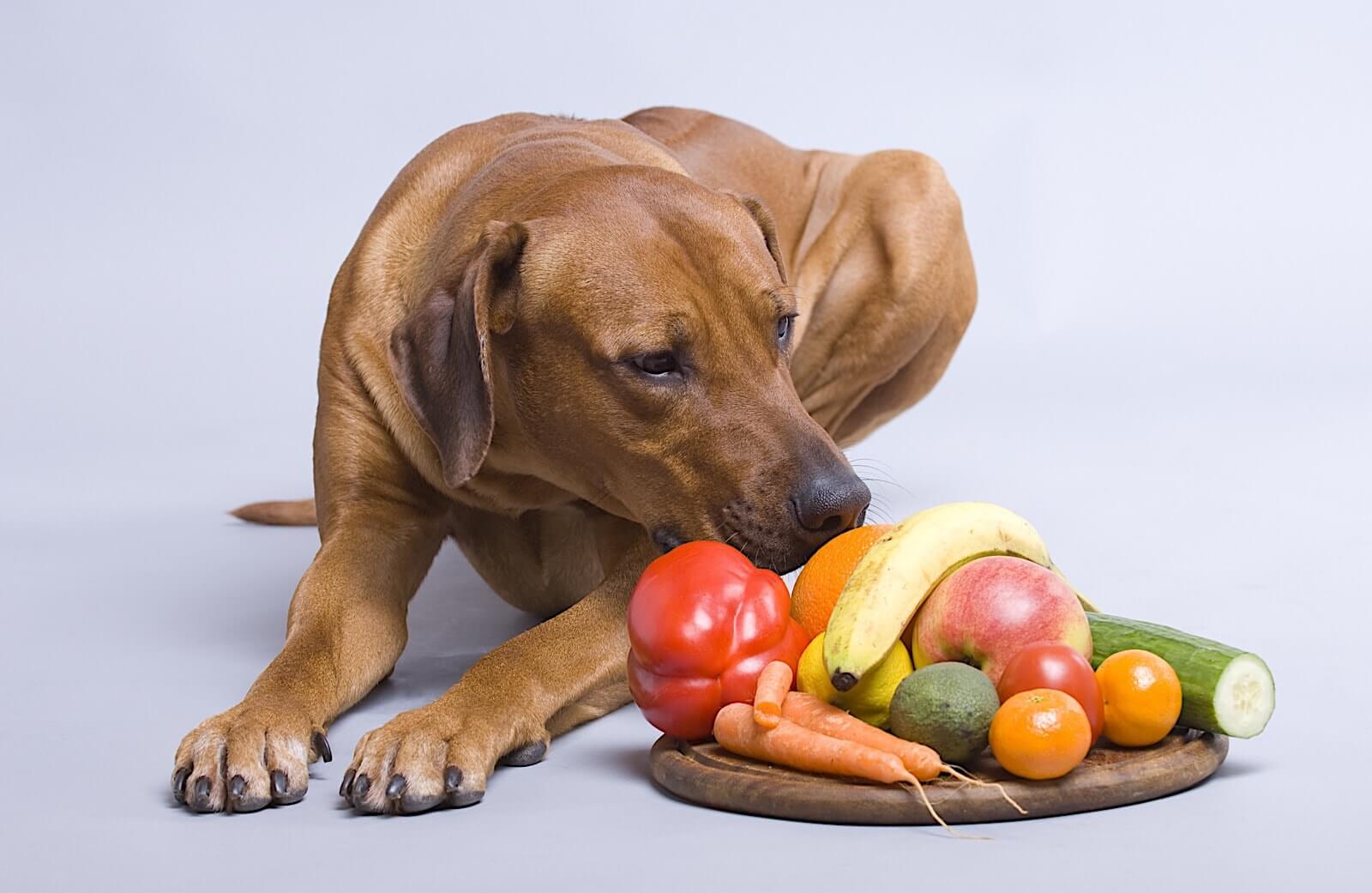 What is the healthiest fruit for dogs?