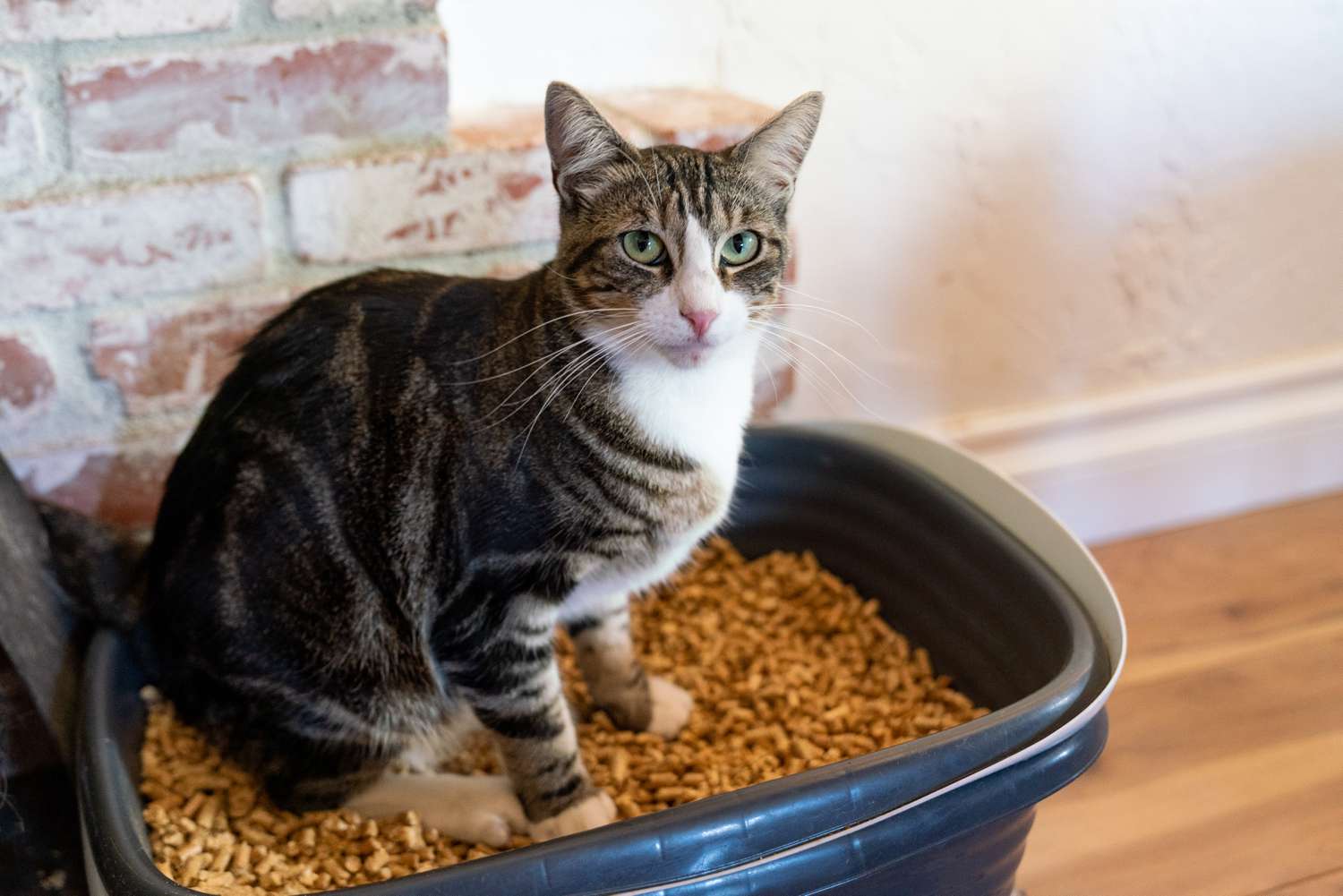 What is the healthiest type of cat litter?