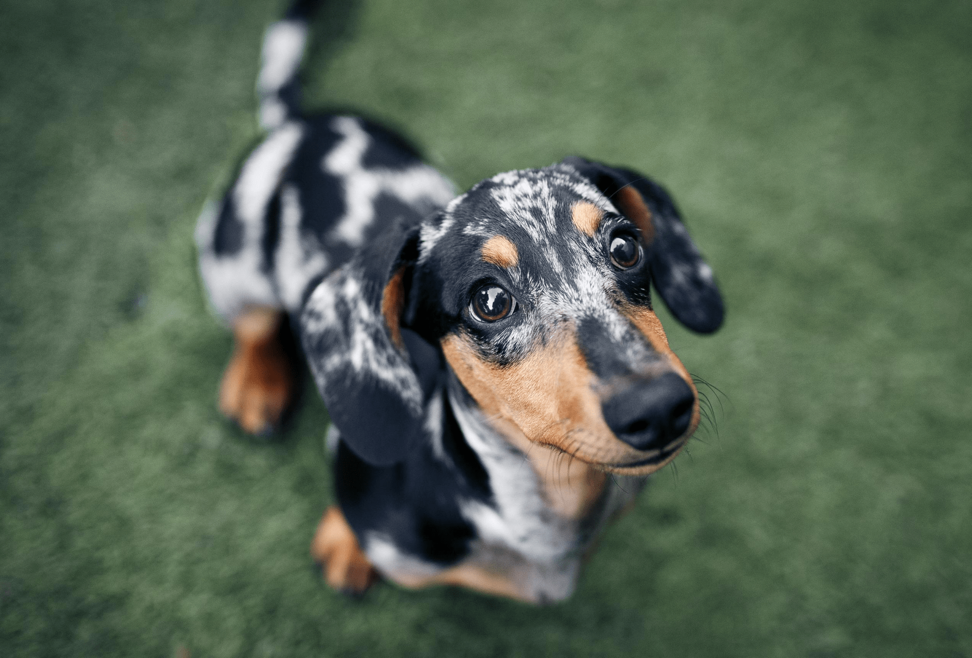 What is the life expectancy of a Dachshund?