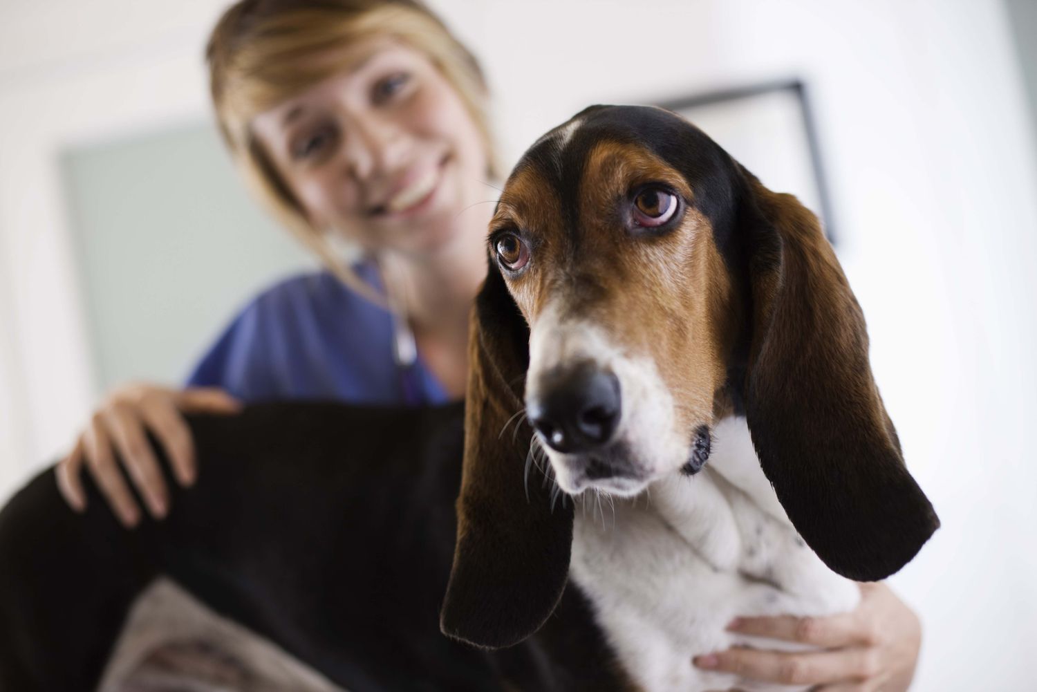 What is the most common health problem in dogs?