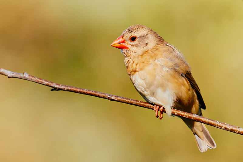What is the most common sparrow?