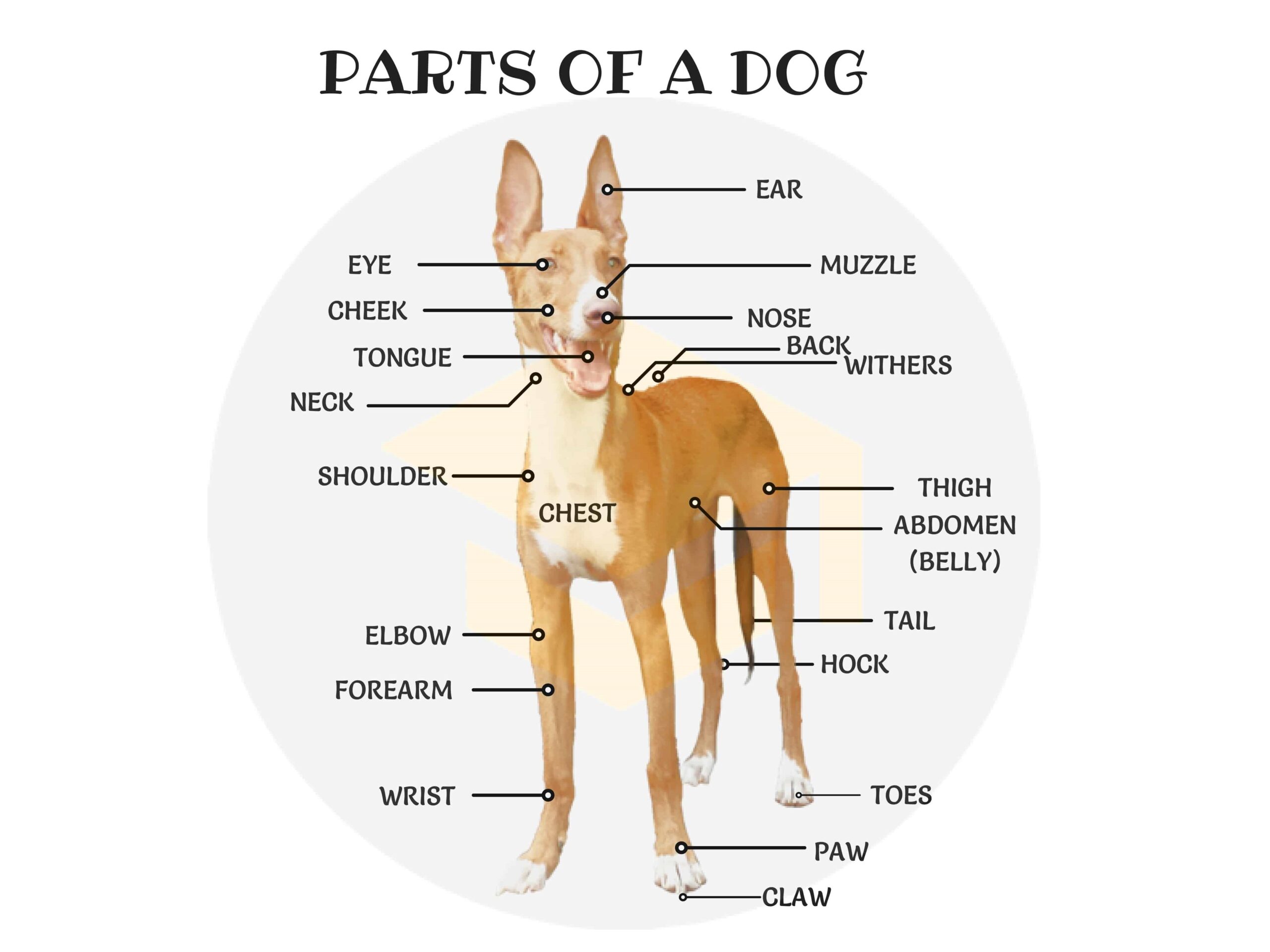 What is the most important body part of a dog?