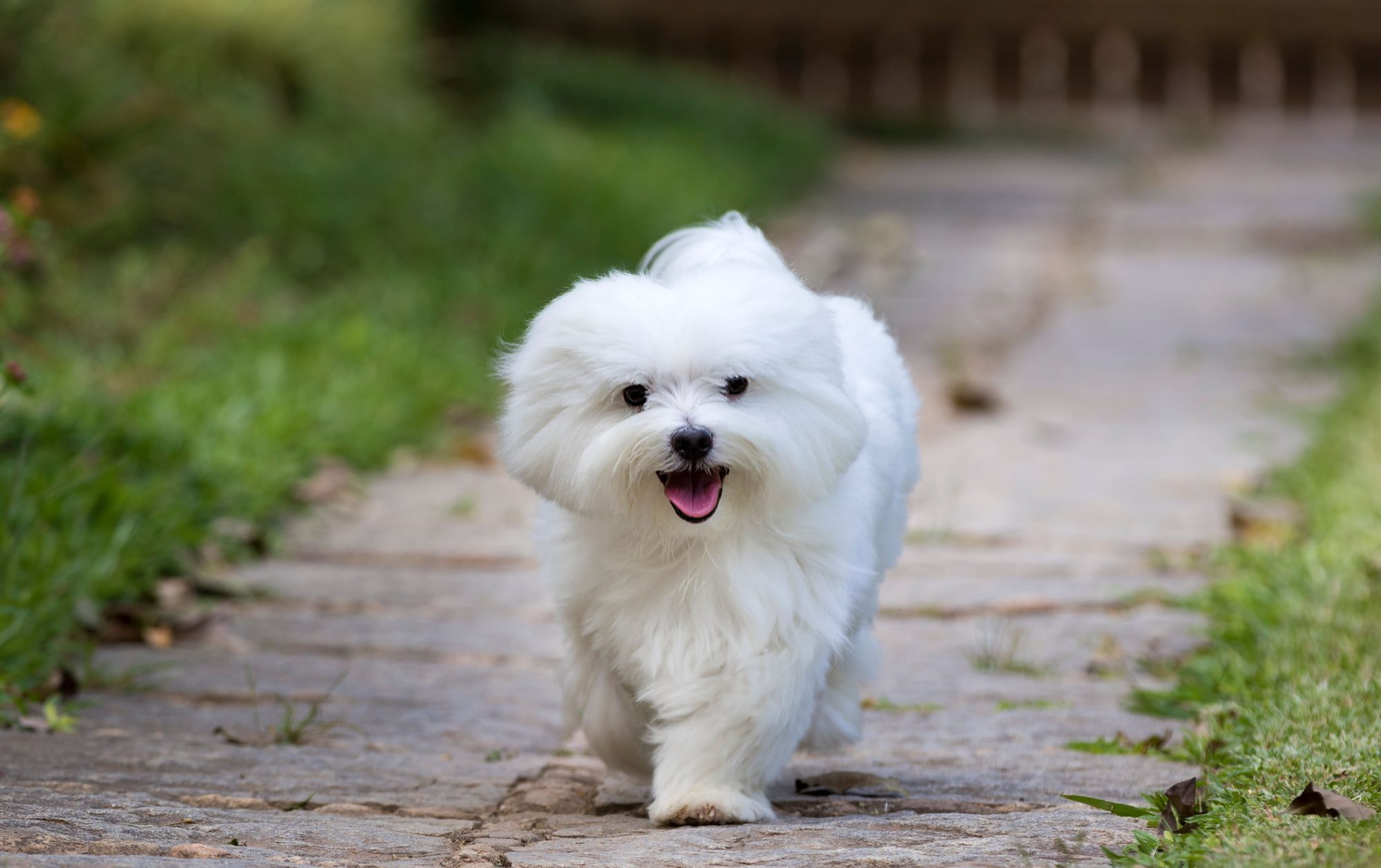 What is the name of the dog with white fur?