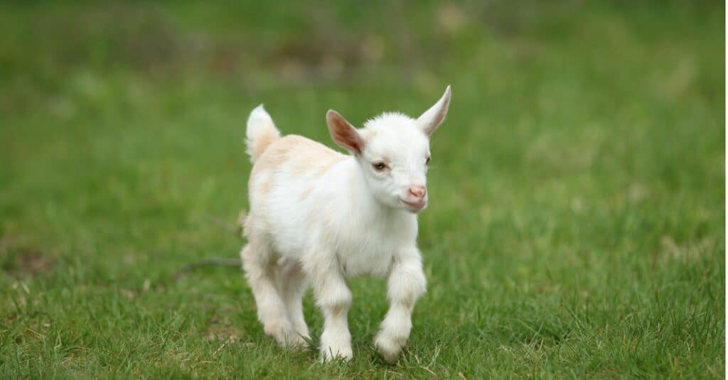 What is the price of a baby goat?