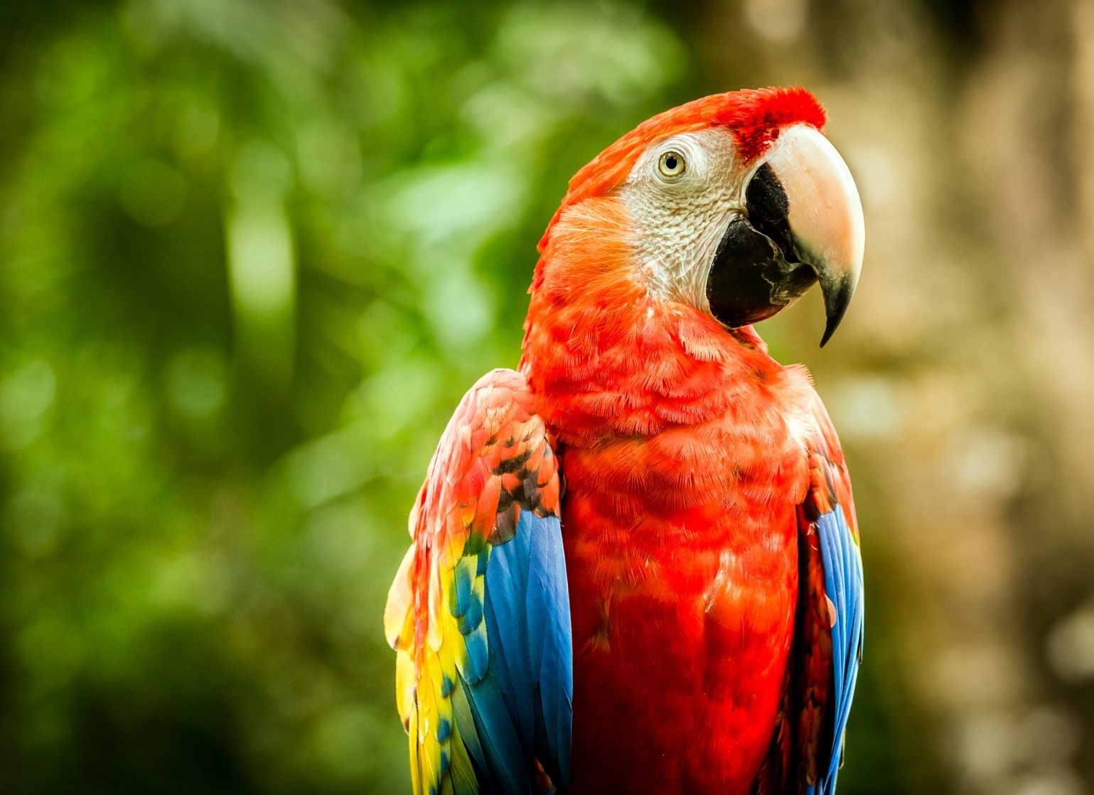 What is the price of baby Macaw parrot in India?