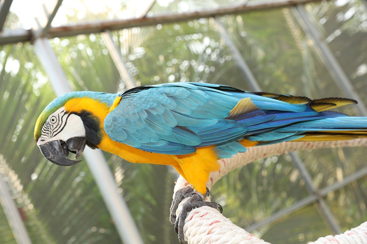 What is the price of baby macaw parrot?