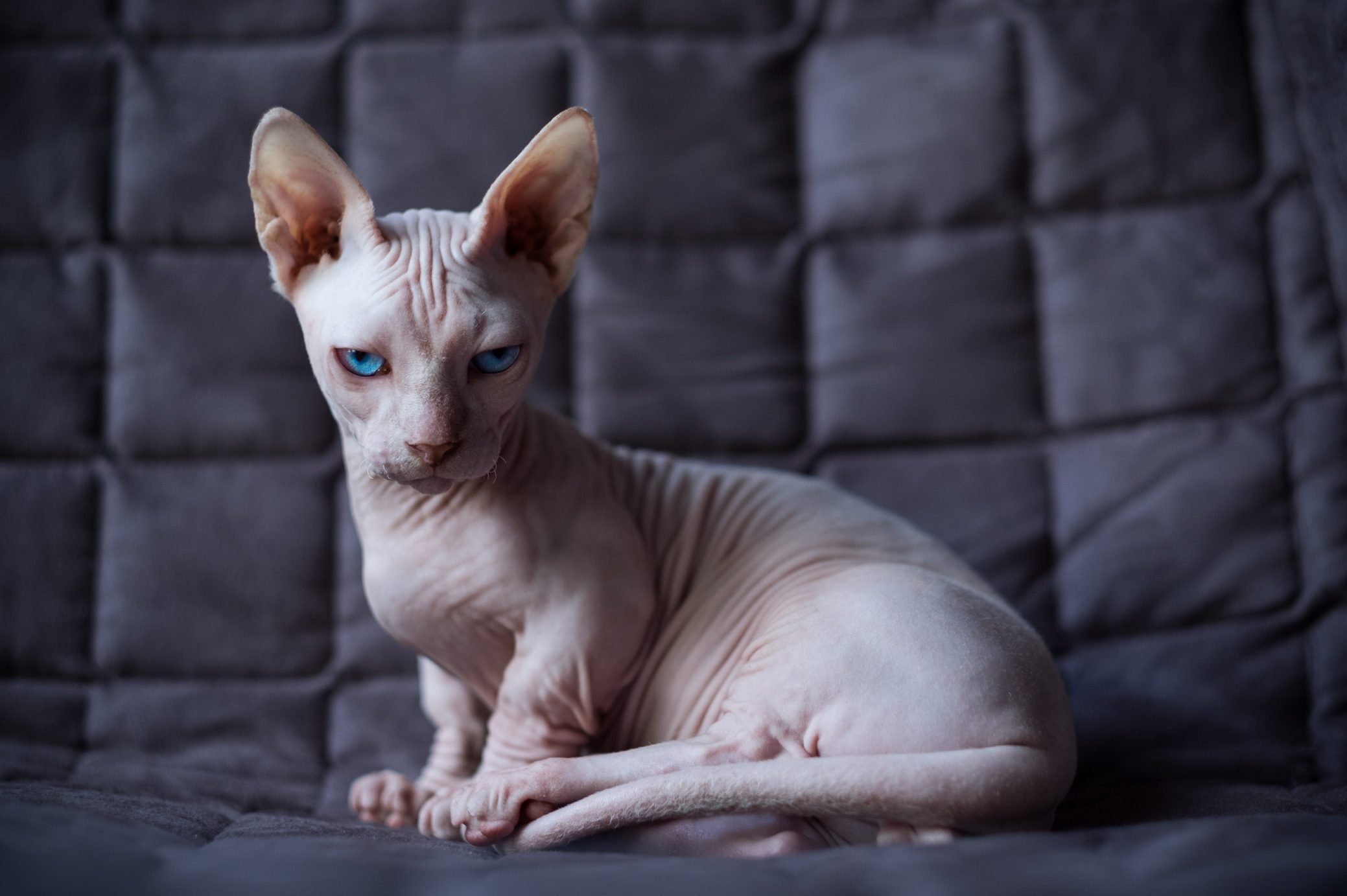 What is the ugliest cat in the world?
