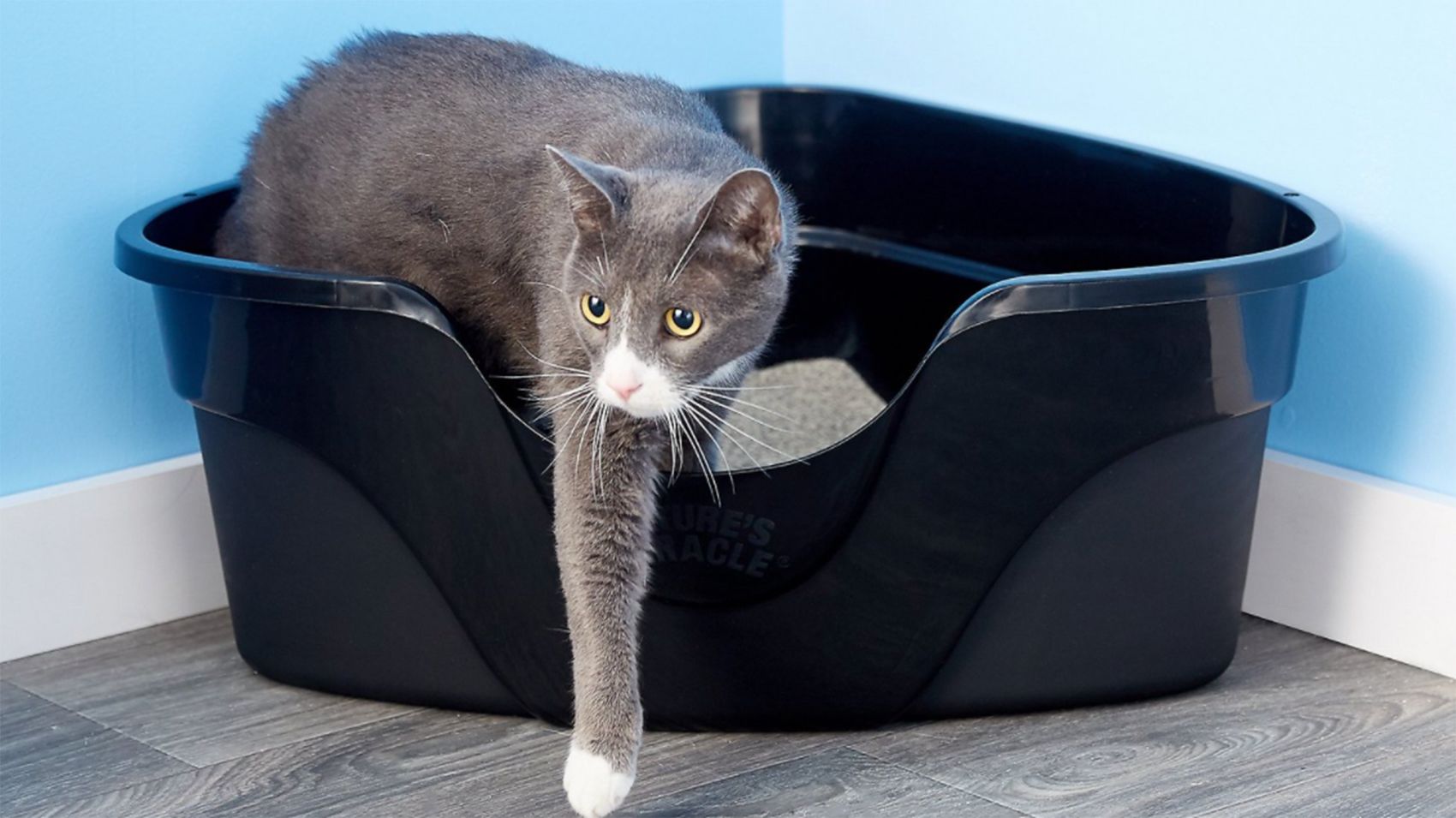 What is the very best litter box?