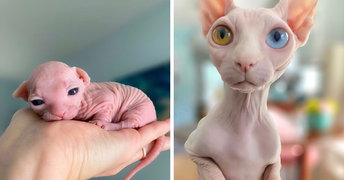 What is wrong with Sphynx cat?