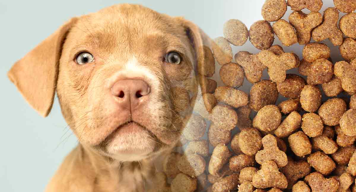 What kind of food is best for Pitbulls?