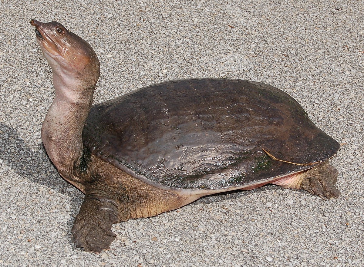 What kind of habitat does a soft shell turtle need?
