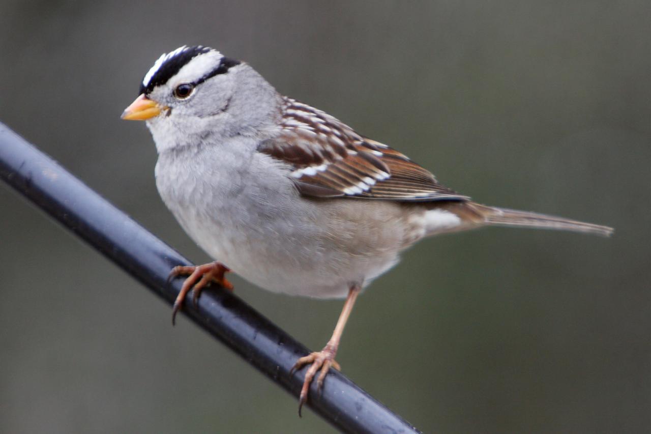 What kind of sparrows live in Pennsylvania?