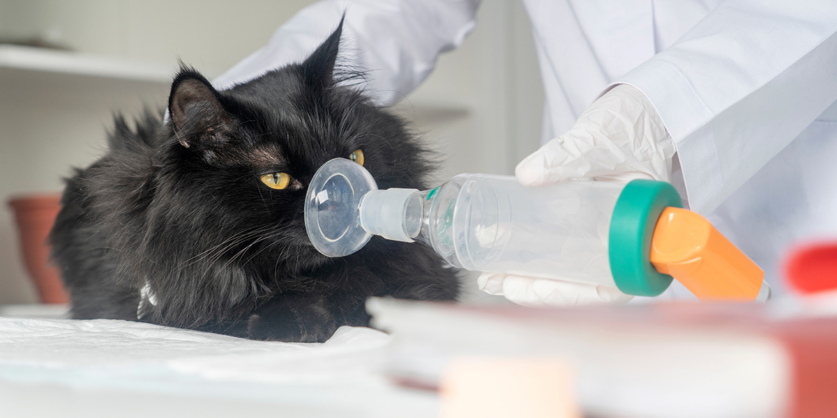 What litter to use for cats with asthma?