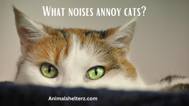 What noises annoy cats?