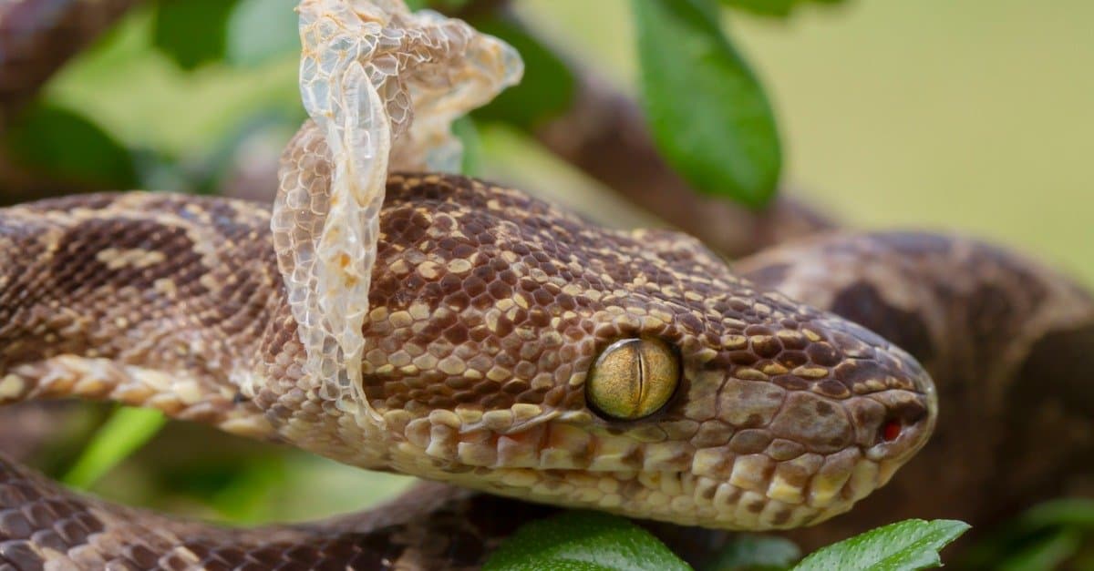 What protects snakes eyes when it sheds its skin?