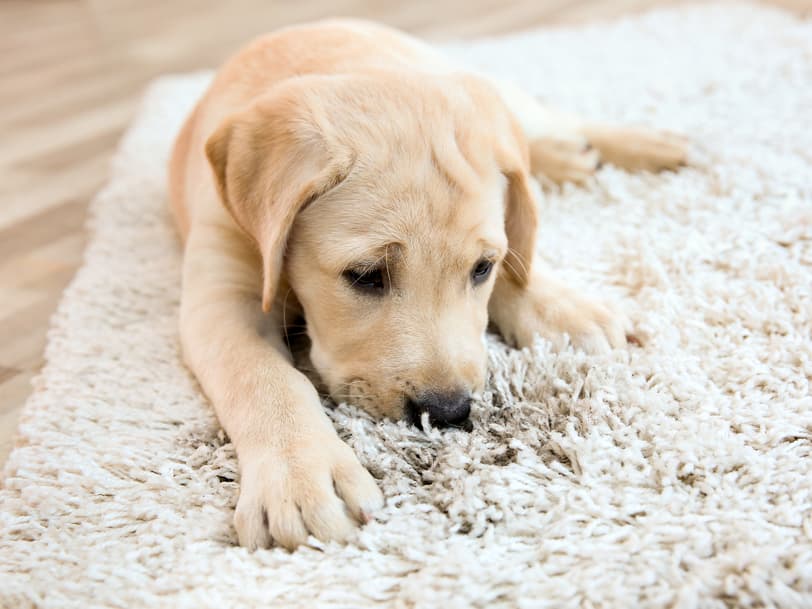 What removes pet odor from carpet?