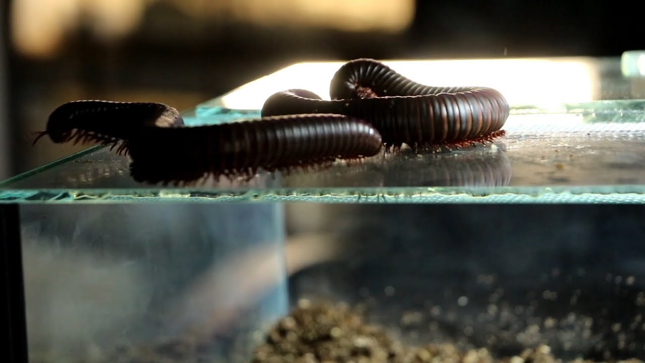 What should I put in my millipede tank?