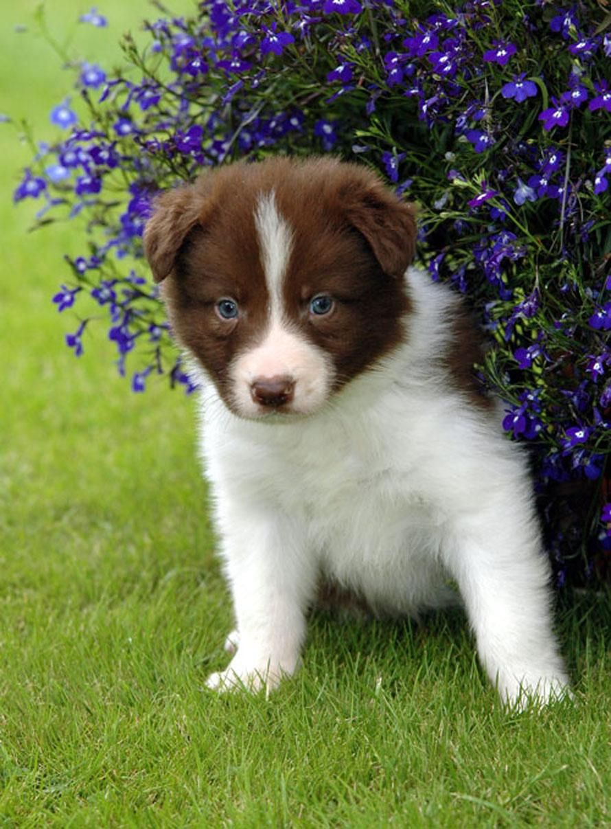 What should you ask a breeder when buying a puppy?