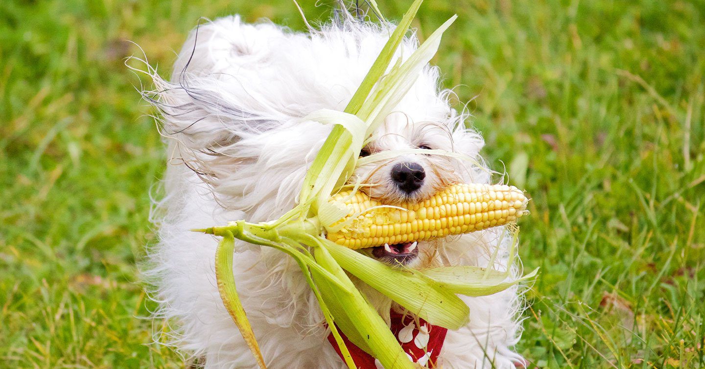 What should you do if your dog eats corn?