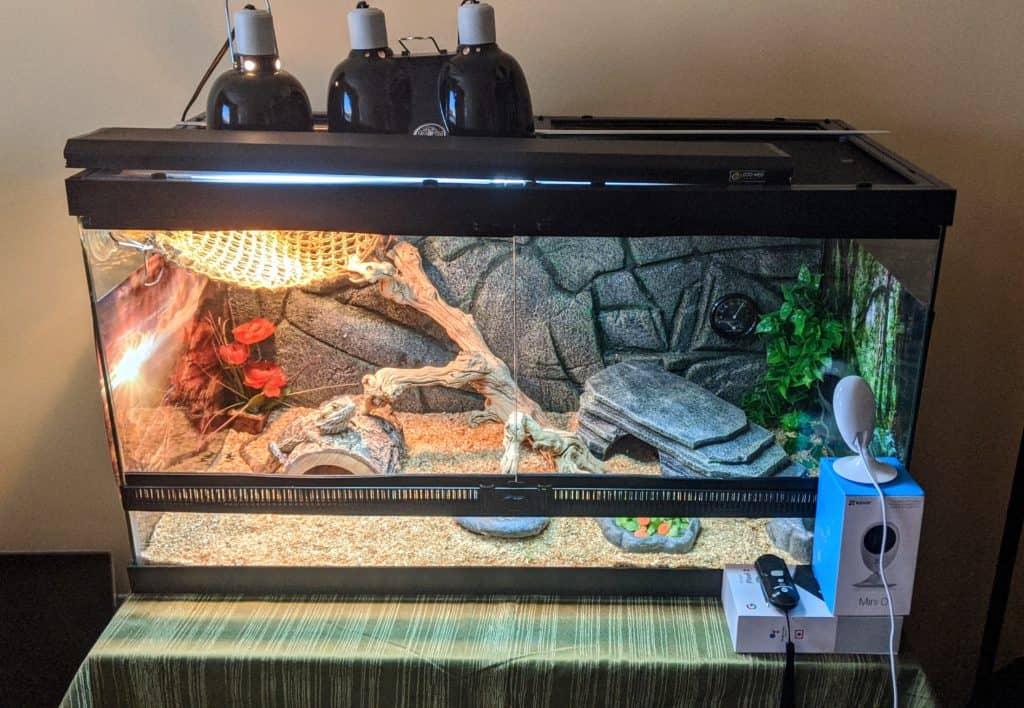 What size tank is good for a bearded dragon?