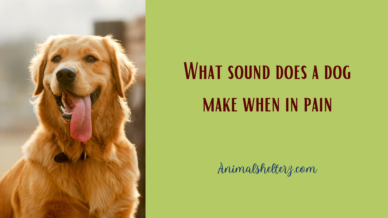 What sound does a dog make when in pain