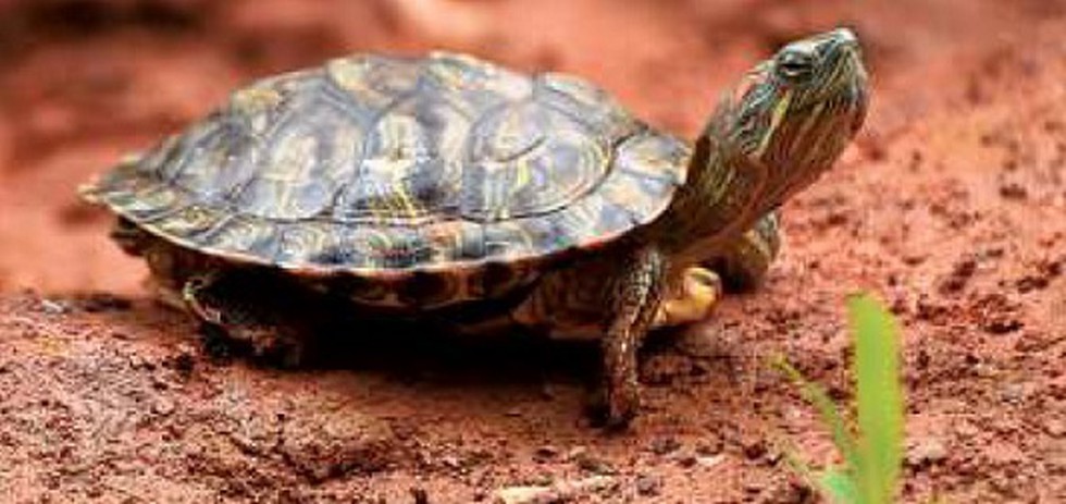 What states are red-eared sliders native?