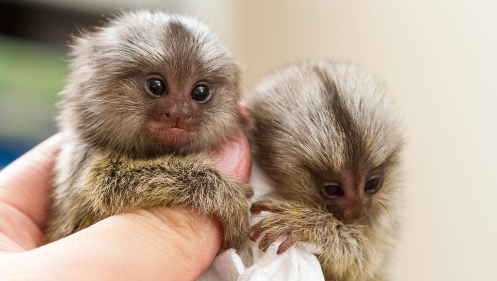 What states can you own a finger monkey?