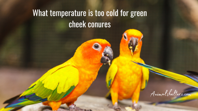 What temperature is too cold for green cheek conures?