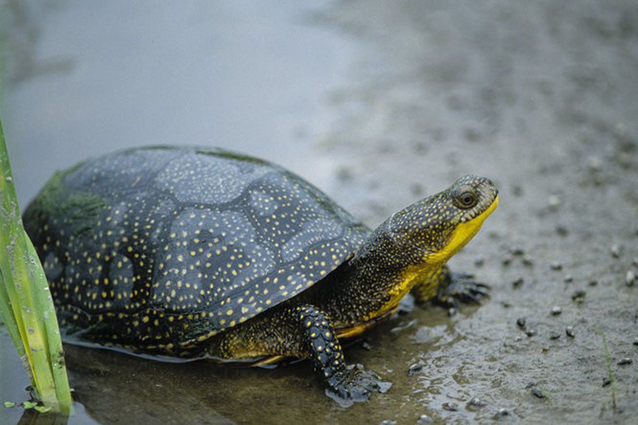 What turtles can you own in Pennsylvania?