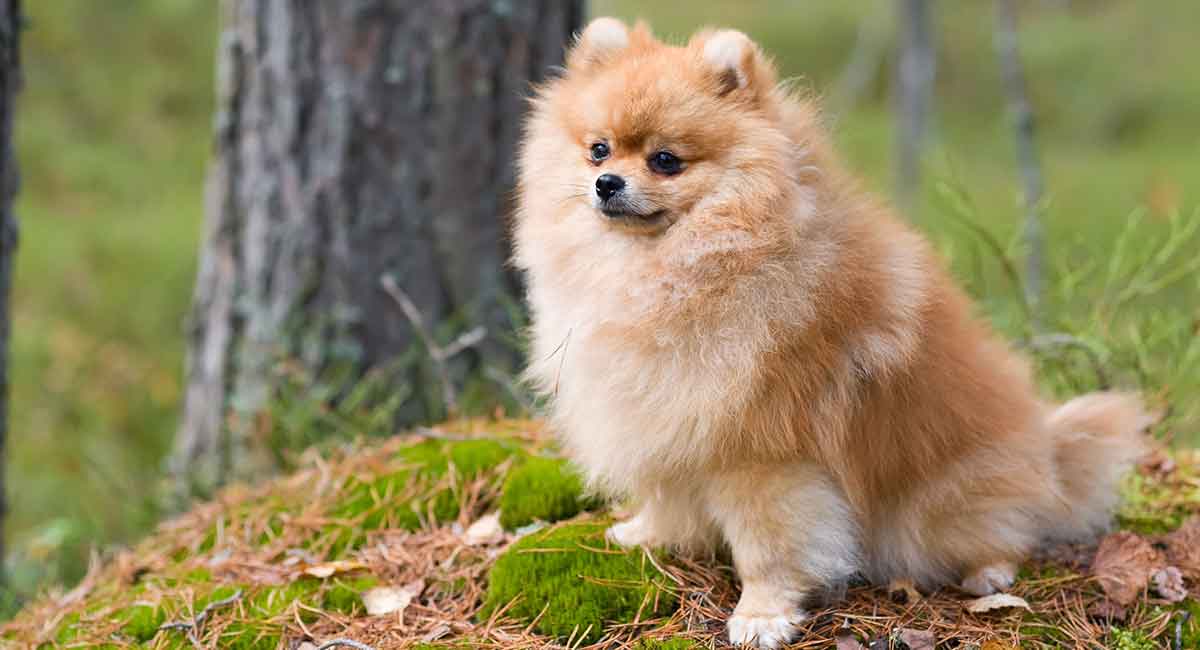 What was the oldest Pomeranian ever to live?