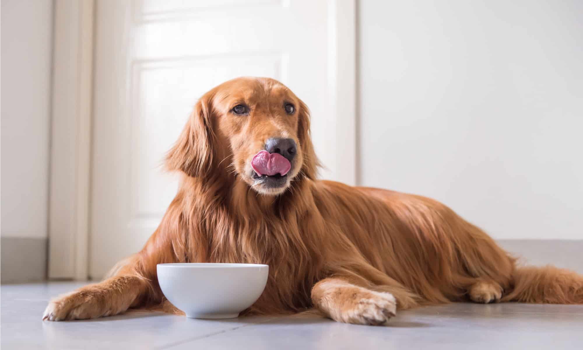 What website has the cheapest dog food?