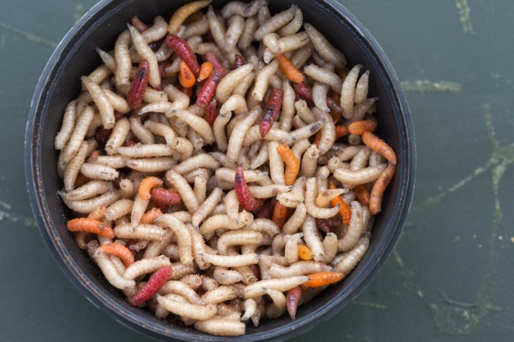 What will happen if my dog eats maggots? – Animal Shelters