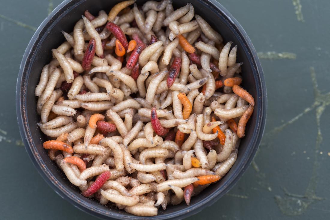 What will happen if my dog eats maggots?
