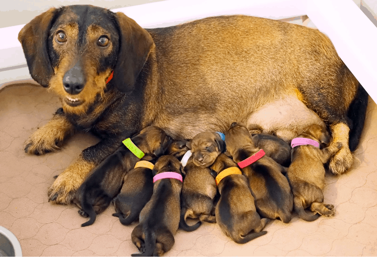 When can dachshund puppies leave their mom?