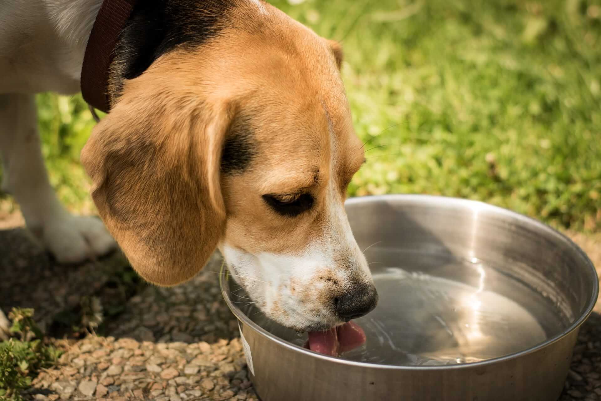 When can puppies drink from a bowl?