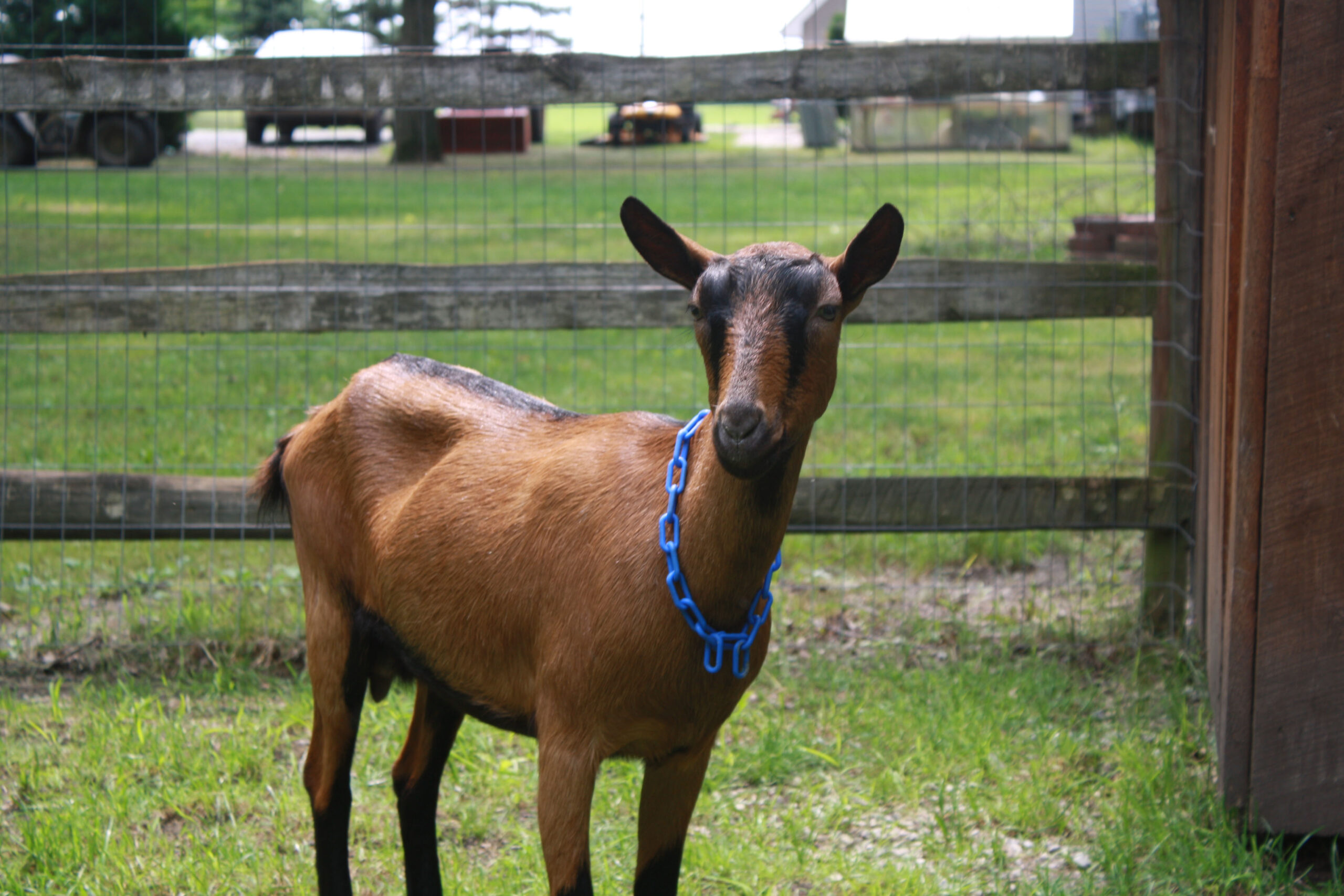 When can you sell a goat kid?