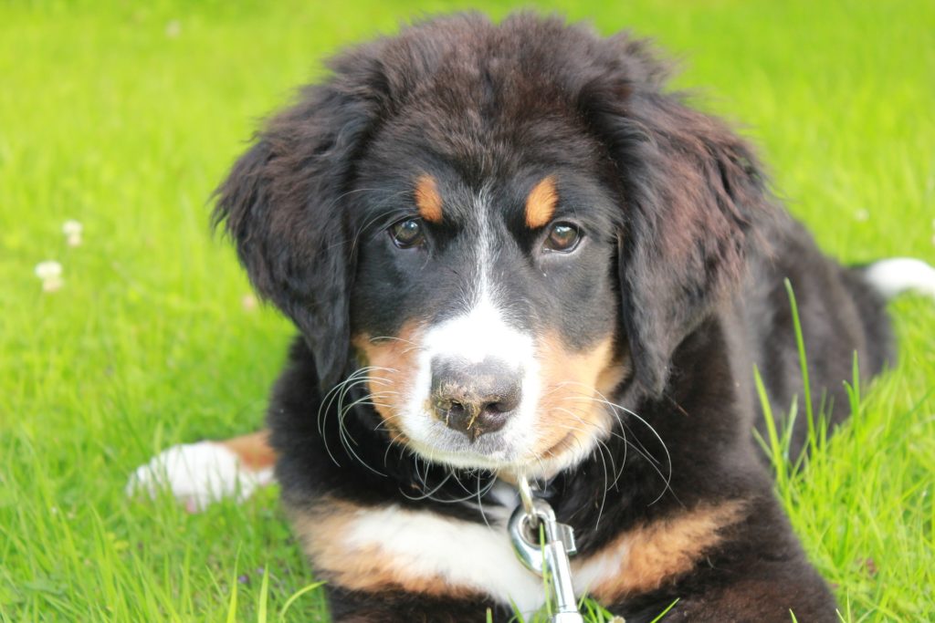 When should I worry about my puppy limping?
