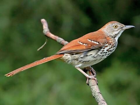 Where are brown thrashers most common?