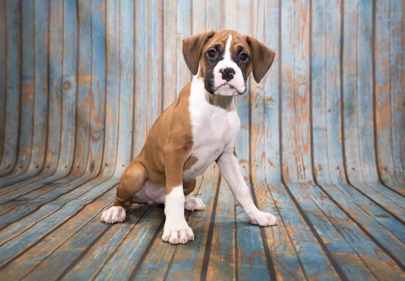 Where can I find a good Boxer puppy?
