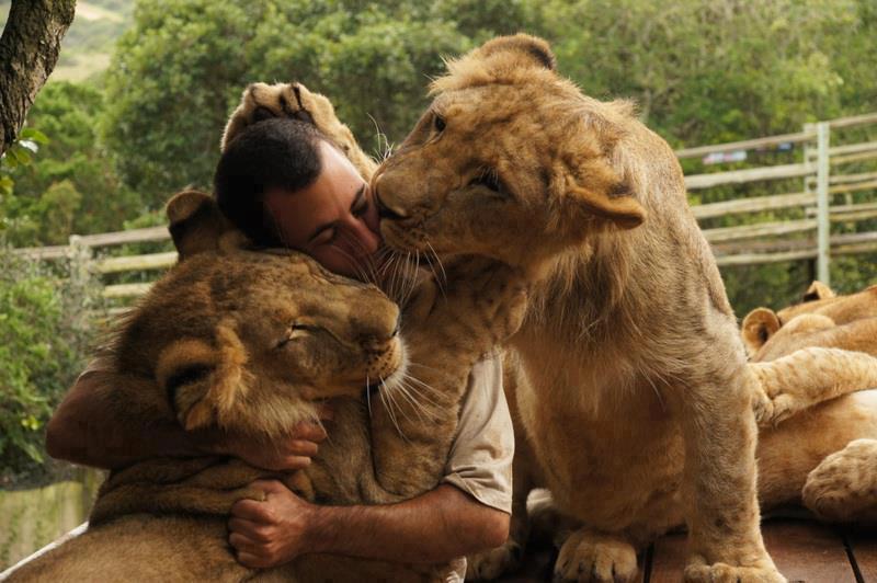 Where can I interact with lions?