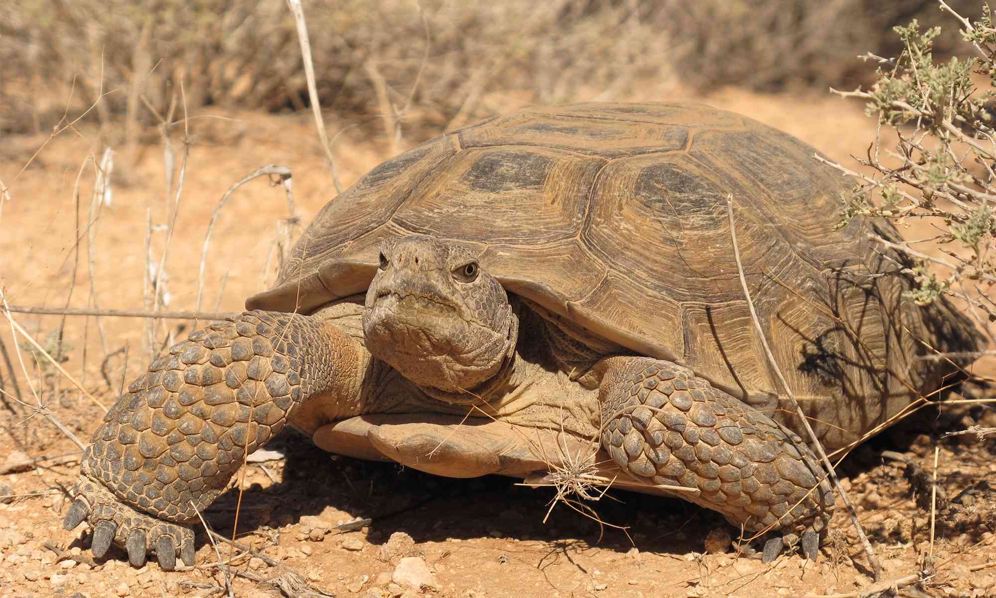 Where is a tortoise natural habitat?