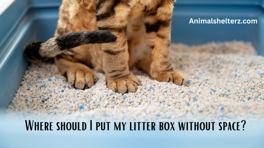 Where should I put my litter box without space?