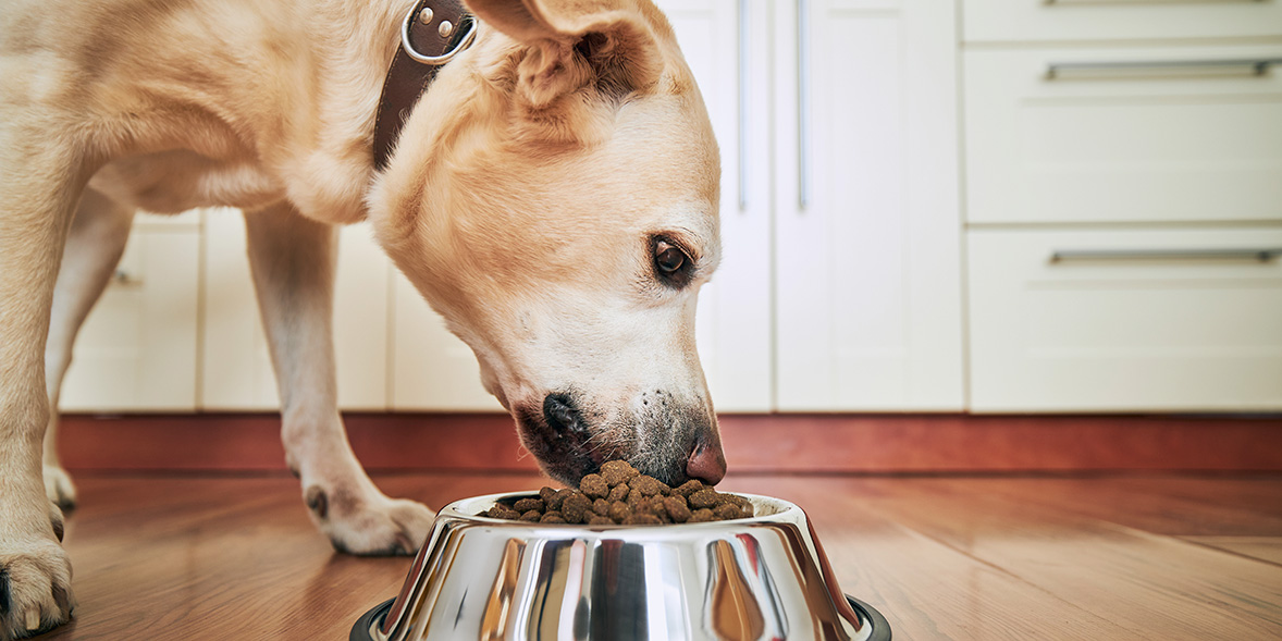 Which UK dry dog food is best?