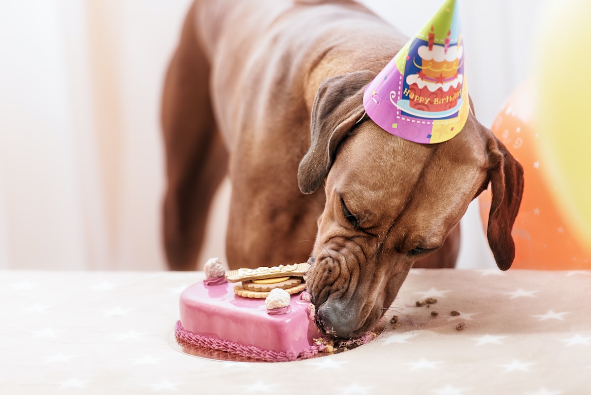 Which cake is best for dogs?