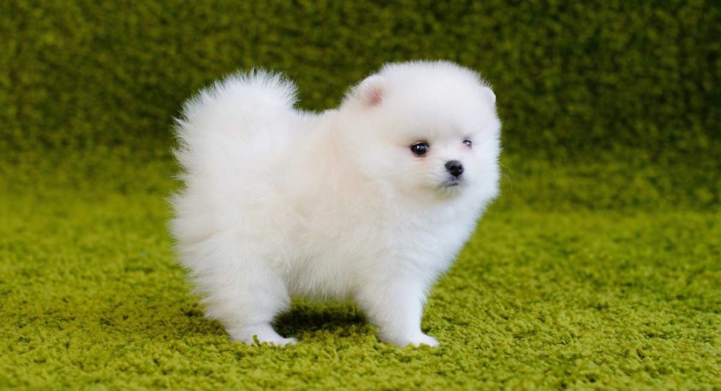 Which country is Pomeranian?