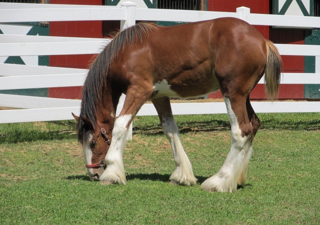 Which is bigger Clydesdale vs Percheron?