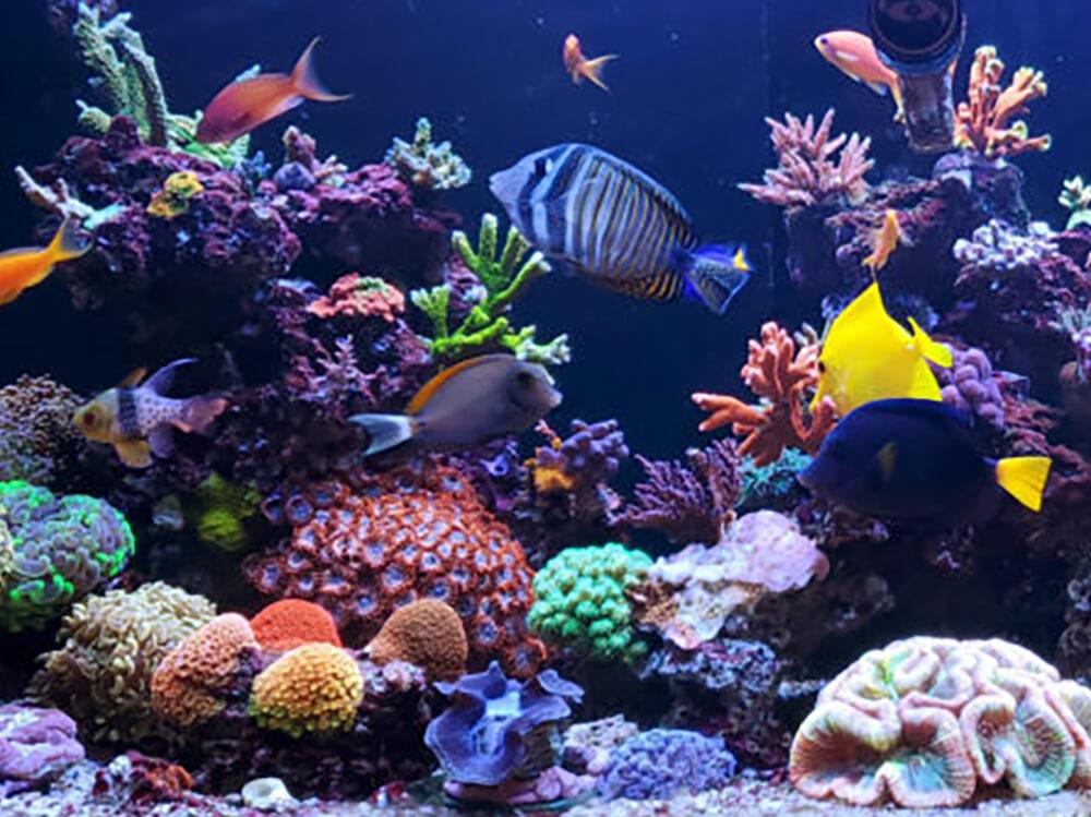 Which is one limitation of using a saltwater aquarium to model the ocean?