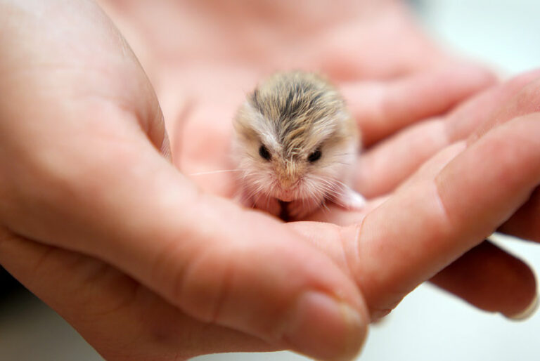 Which is the cutest hamster?